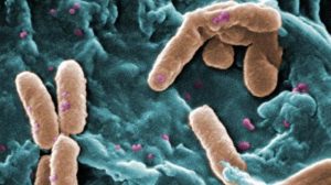 Pseudomonas bacteria (From: CDC)